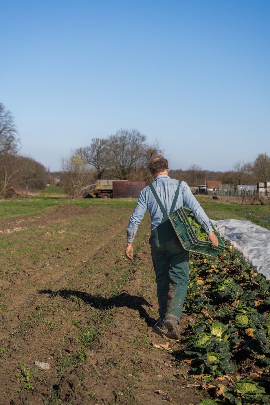 Maarten oogst wintergroenten.