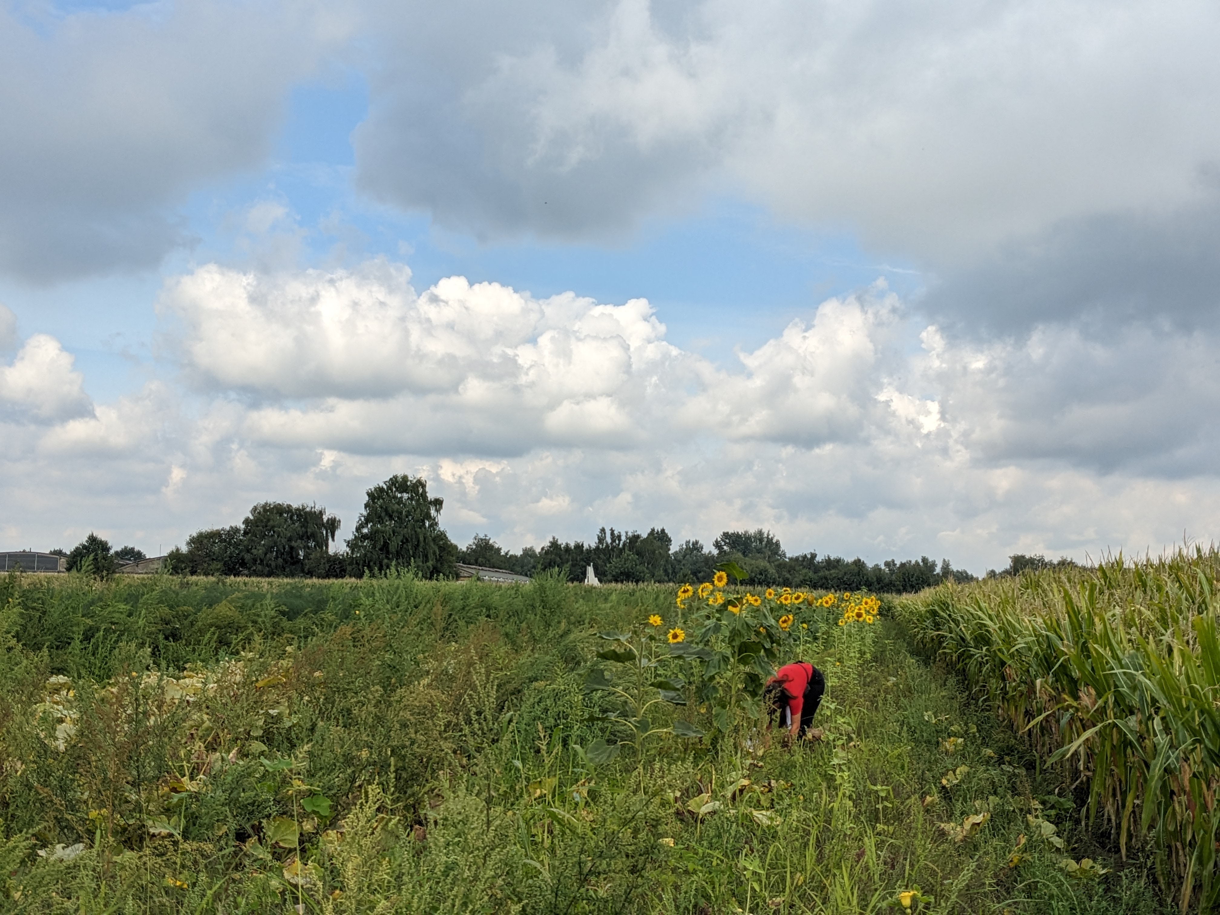 veldwerk