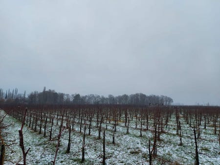 winter in de boomgaard