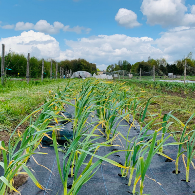 Plantjes op een bioboerderij