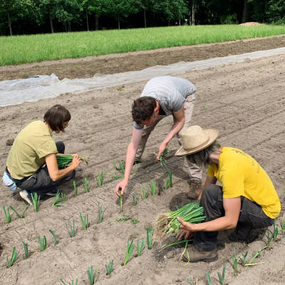 Collega's van De Landgenoten planten prei