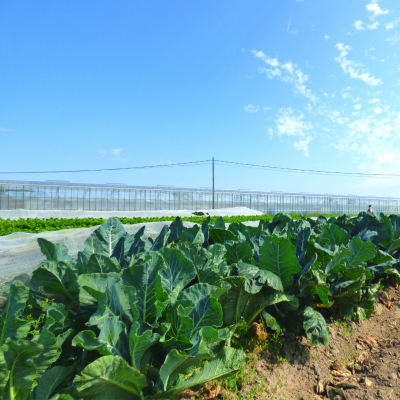 Landbouwgrond met serre op achtergond