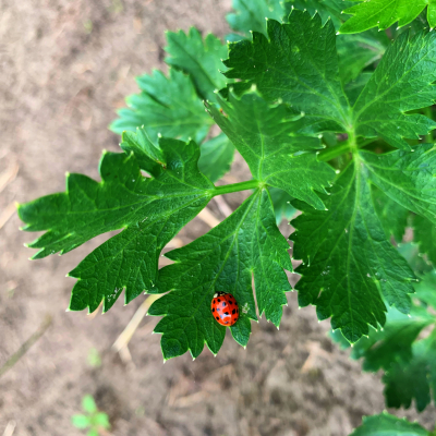 lieveheersbeestje op plant