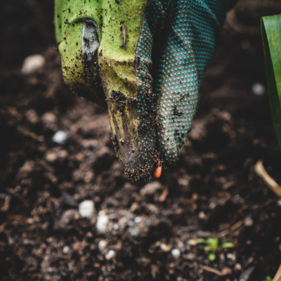 Zaadje planten