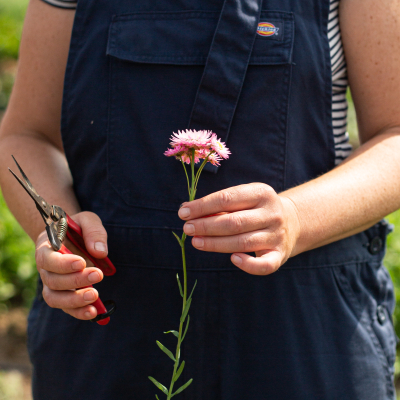 Bloemen bij Loof en Bezen