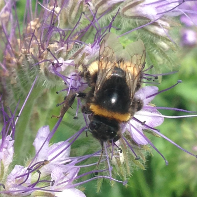 een bestuiver op een bloem