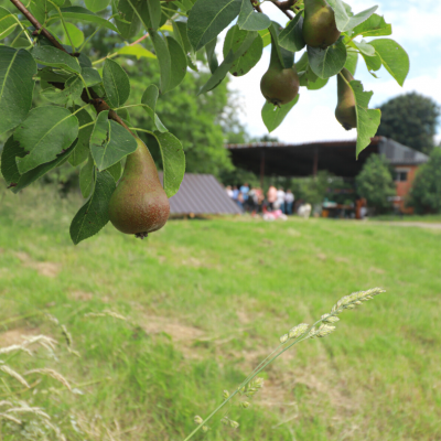 Perenboom op de kleinaart