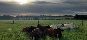 De Herpendalvallei in Bierbeek, op gronden van Leuven